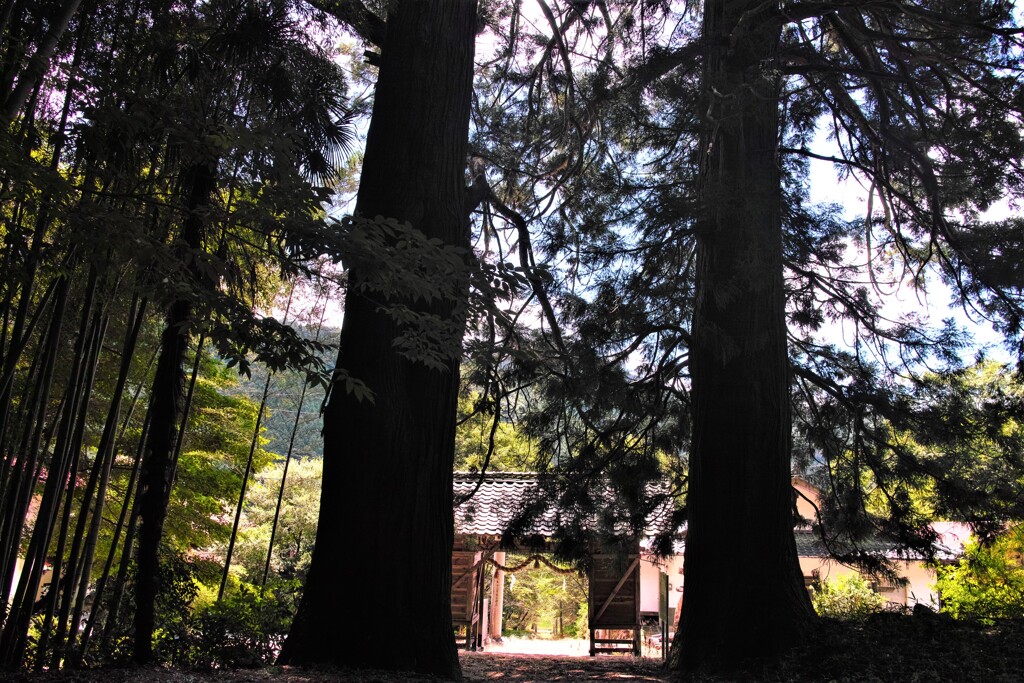 蘇羅比古神社の大杉～