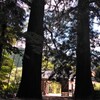 蘇羅比古神社の大杉～