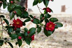 花盛りの山茶花