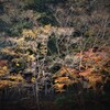 秋から冬へと～季節の移ろい