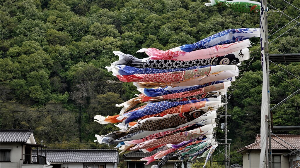 鯉のぼりと新緑～小田川