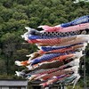 鯉のぼりと新緑～小田川