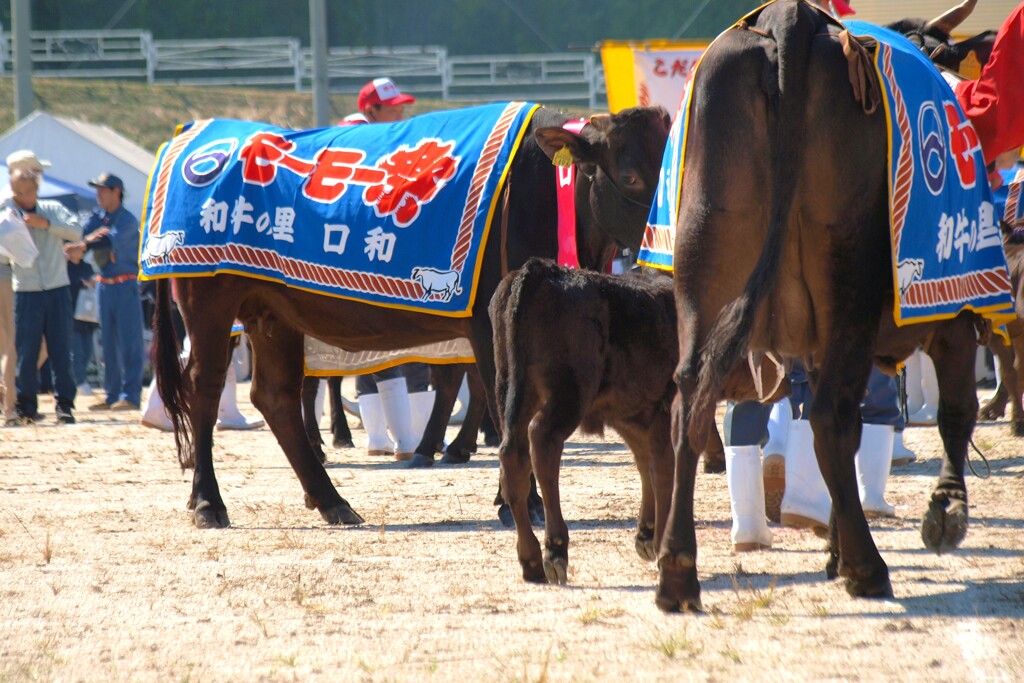 モーモー大行進　３