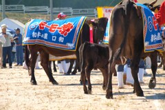 モーモー大行進　３
