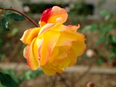 冬のバラ　３