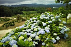 高原に咲く紫陽花～花夢の里　１