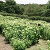 アナベル咲く森　1