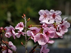 桜いま咲き誇る～