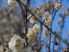 梅が咲いた