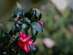 山茶花咲くころ～