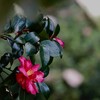 山茶花咲くころ～