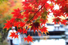 紅葉前線到来～