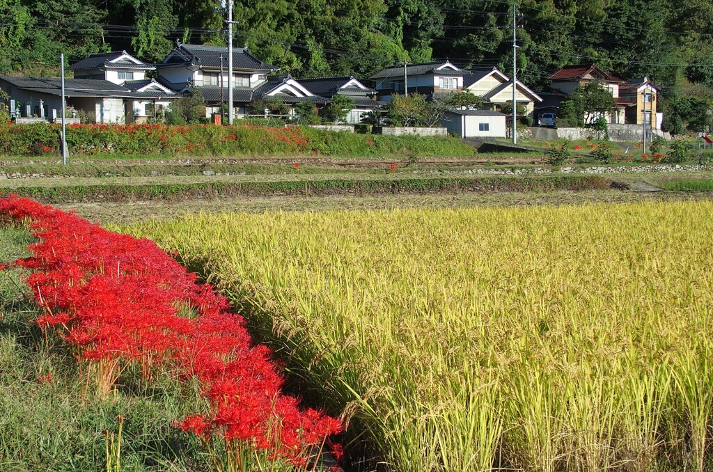 秋深まる