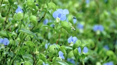 露草まみれ～
