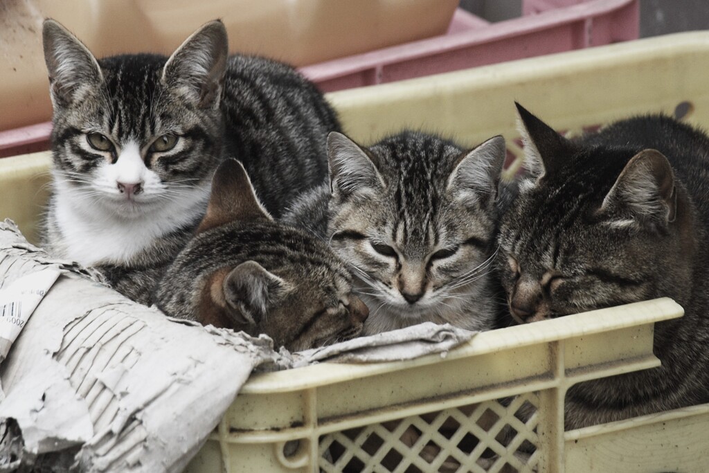 箱入りニャンコ！