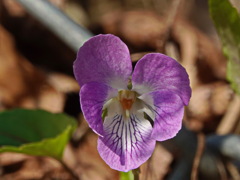 野山を彩る春告げ草