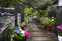雨の紫陽花寺～神宮寺　１