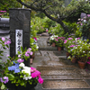 雨の紫陽花寺～神宮寺　１