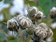 枯れ芙蓉