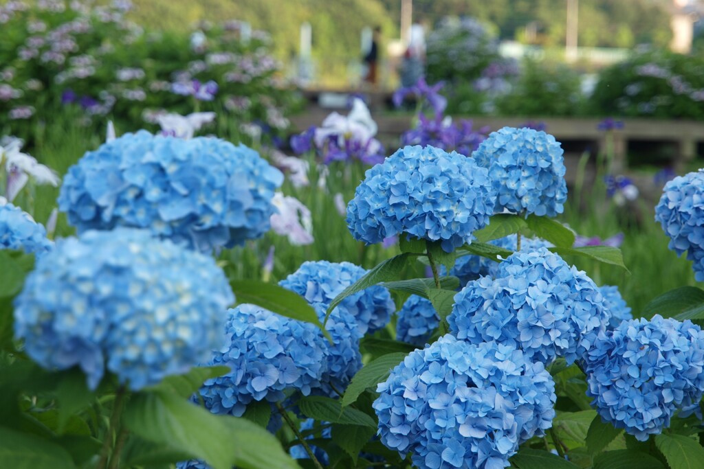 水無月の花～１