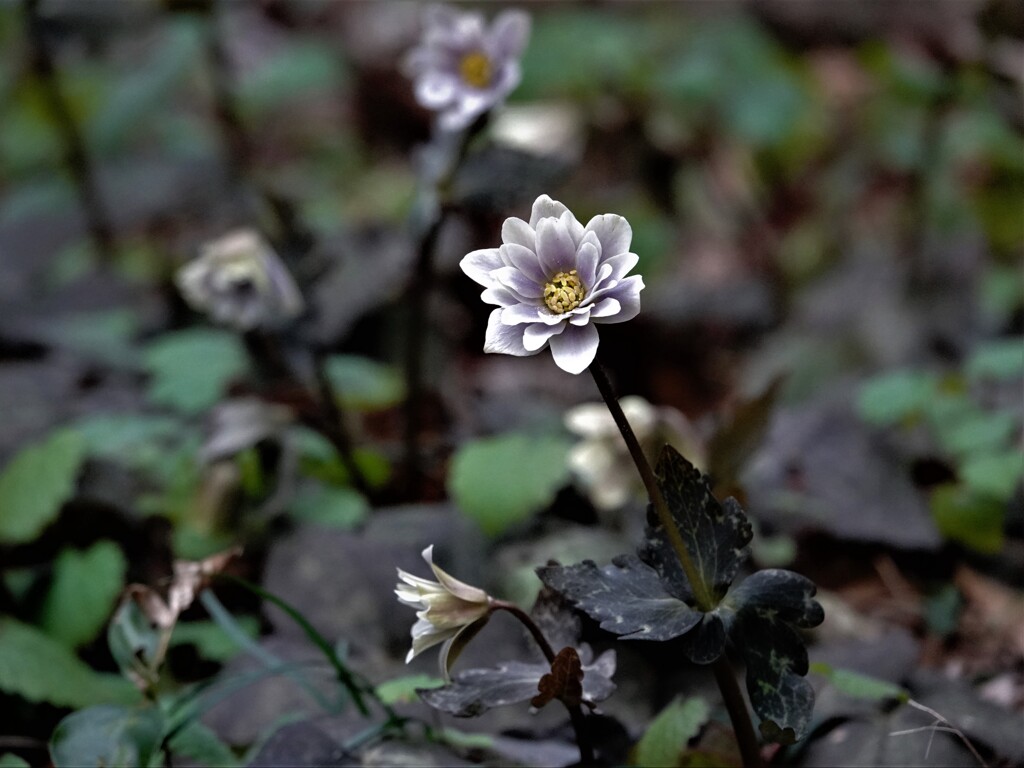 雪割一華～春の妖精