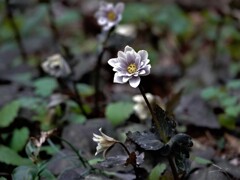 雪割一華～春の妖精