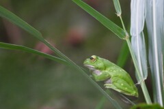 雨ふらないかなぁ～