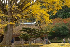 金言寺の大イチョウ～奥出雲
