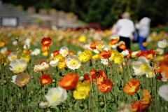 アイスランドポピー咲く公園～