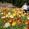 アイスランドポピー咲く公園～