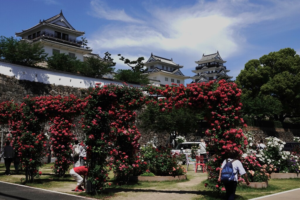 福山バラ祭り～福山駅北口
