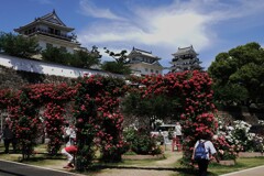 福山バラ祭り～福山駅北口