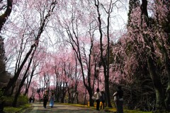 しだれ桜の並木道　２　　