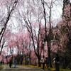 しだれ桜の並木道　２　　