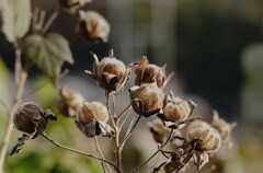 枯れ芙蓉