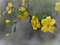 ヤマブキ～山吹