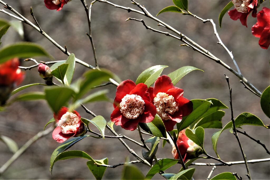 白芯卜伴（ﾊｸｼﾝﾎﾞｸﾊﾝ）咲く