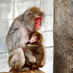 親離れしない子に困っている母猿～