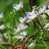 Spring star flower　花韮　３