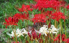今が旬～紅白おめでたい