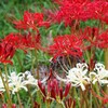 今が旬～紅白おめでたい