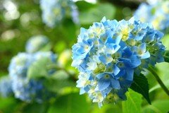 紫陽花便り～淡い青色の誘惑