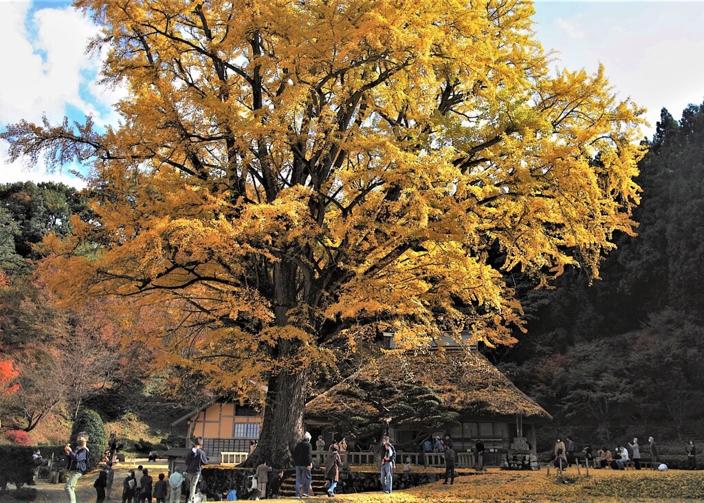 金言寺の大イチョウ～黄葉