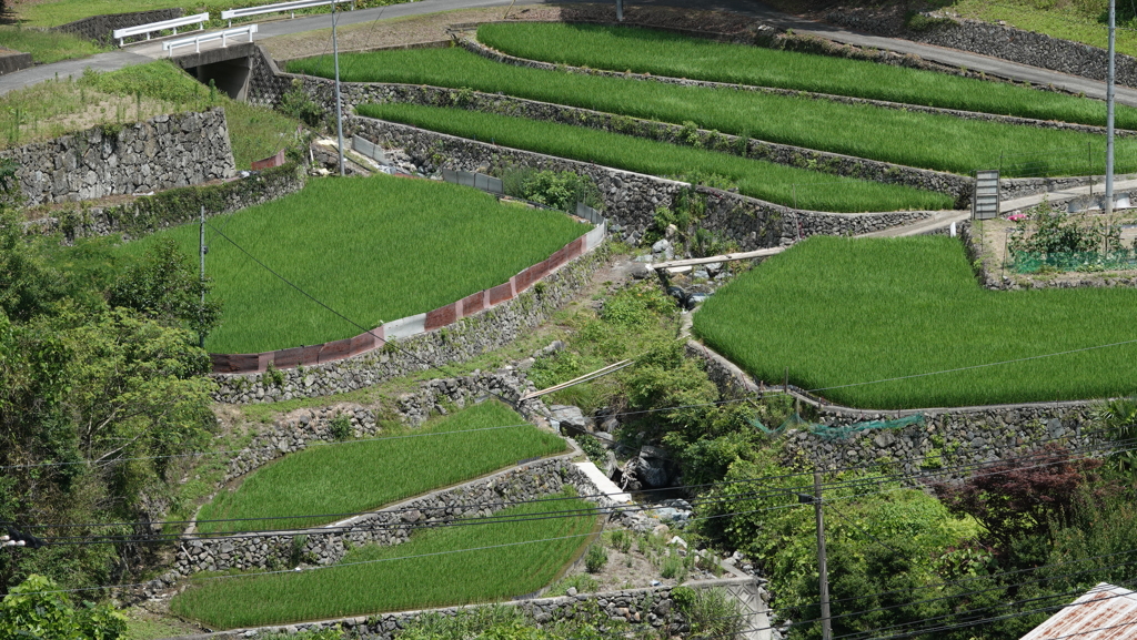 山里の田園