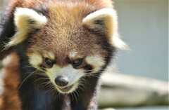 ご機嫌斜めなパンダさん～