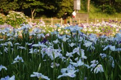 菖蒲咲く公園～