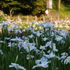 菖蒲咲く公園～