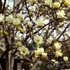 Spring has come　３