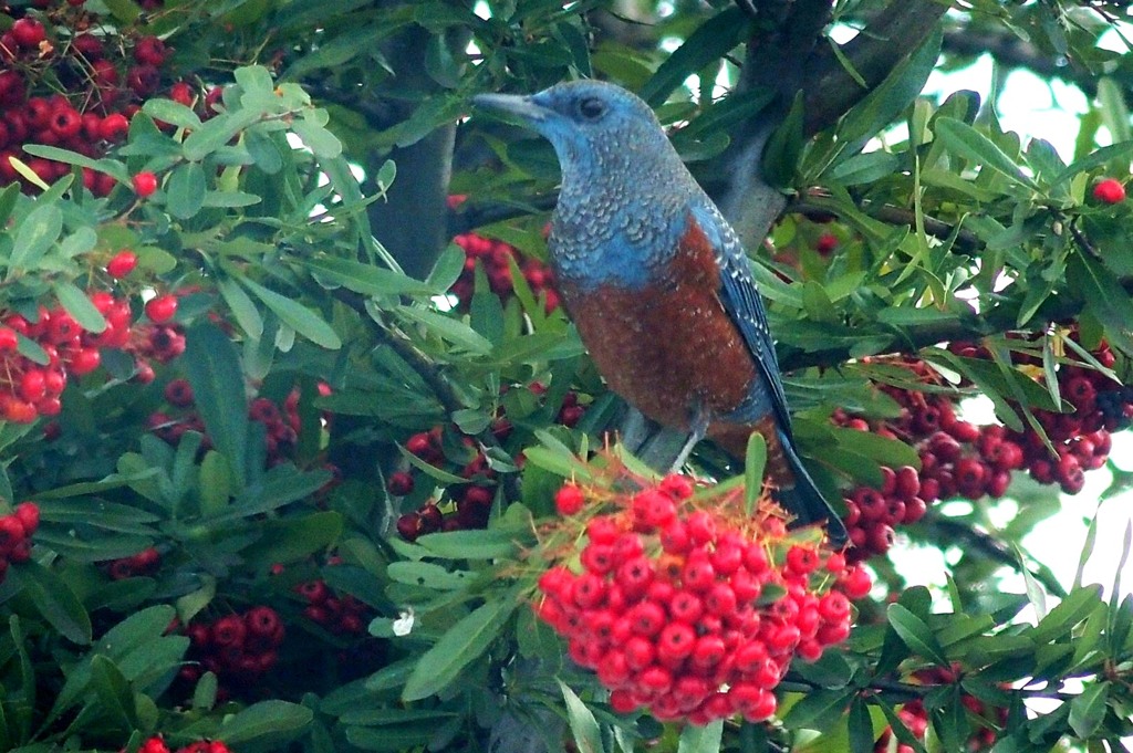 赤い実が好きな野鳥たち～１