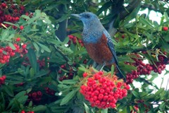 赤い実が好きな野鳥たち～１
